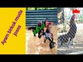 Birkok Jalu Prongkol Pukul KO