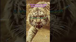 Download lagu Ciri Ciri Pemilik Khodam Macan Putih mp3 Download lagu Ciri Ciri Pemilik Khodam Macan Putih mp3