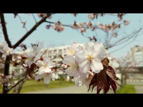 経済学科 札幌学院大学　大学構内の桜（2020年5月1日撮影）