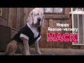 Blind Dog Gets BEST Rescue Party Ever The Dodo Party Animals
