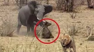 Если бы это не СНЯЛИ НА КАМЕРУ, никто бы не поверил - ЖИВОТНЫЕ СПАСАЮТ ДРУГ ДРУГА