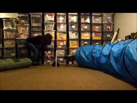 Training: Rainy Does Agility at Home