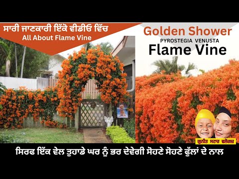 ALL ABOUT FLAME VINE | GOLDEN SHOWER | PYROSTEGIA VENUSTA | TRUMPET VINE  ਵੀਡੀਓ ਵਿੱਚ ਸਾਰੀ ਜਾਣਕਾਰੀ ।