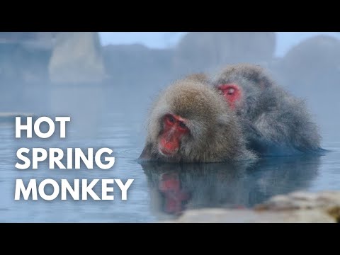 Japanese Snow Monkeys Love Hot Springs