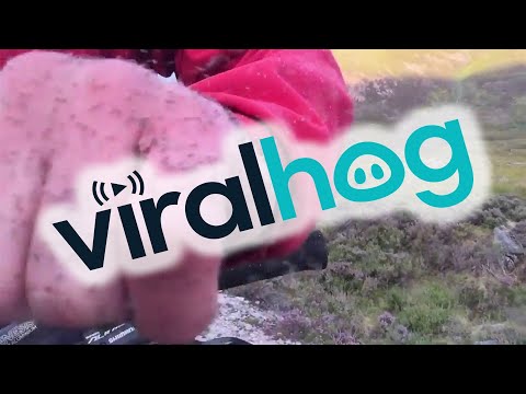 Midges, Midges Everywhere || ViralHog