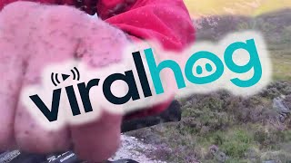 faze tari invazie de musculite