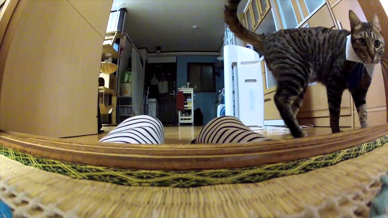 サラリーニャン