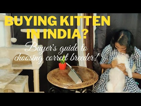 Guide To Buy a Kitten in India || HOW TO BE A RESPONSIBLE BUYER || Steps To Select Good Breeder