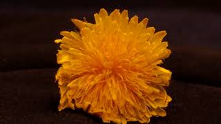 Mf Doom - Cellz (uno. Music Video)