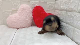 ヨークシャーテリアの動画01