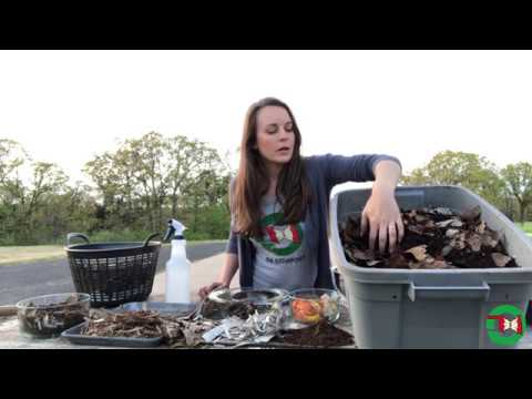 How to Create and Maintain an Indoor Worm Composting Bin