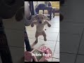 Bailalo Rocky Music Dog Doglover Dance IA