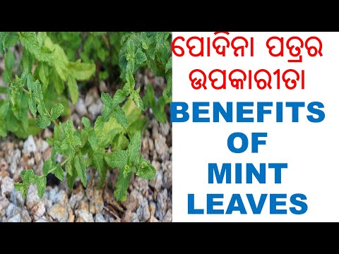ପୋଦିନା ପତ୍ରର ଉପକାରିତା ,all about mint leaves in odia,herbal information - 5 in odia, varkha