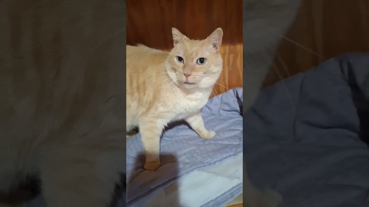 Enlarge Bob, an adoption pending mixed breed in Monterey, VA video 6/6