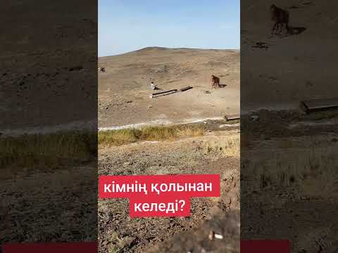 #казахстан #horse #шымкент #көктем #лошадки #rek #animals