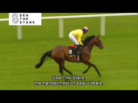 THE HORSE OF A LIFETIME