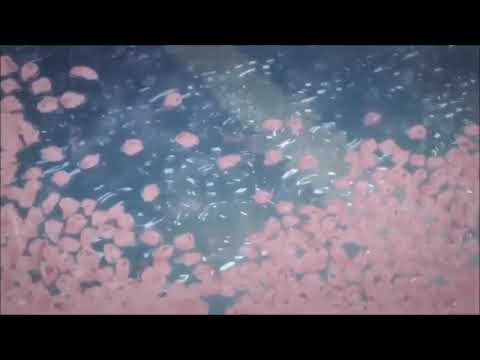 Fresh as fuck - yung drip