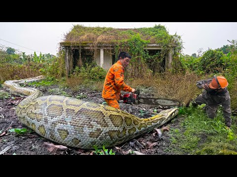 Horrified to discover a giant python monster attacking people - The hunter narrowly escaped death.