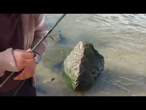 Mullet catch and release! Mullet fishing in Portugal