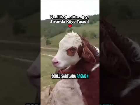 Yeni Doğan Buzağıyı Sırtında Köye Taşıdı! ❤️