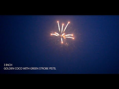 3" golden coco with green strobe pistil