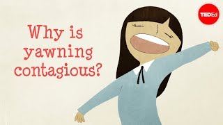 Why is yawning contagious? - Claudia Aguirre