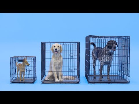 YouTube video about: How much are dog cages at walmart?
