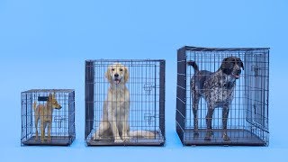 Dog Crate Size: What Size Dog Crate is Best | Chewy