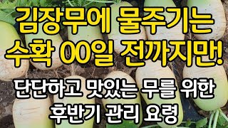 김장무에 물주기는 수확 00일 전까지만! 단단하고 맛있는 무를 위한 후반기 관리 요령