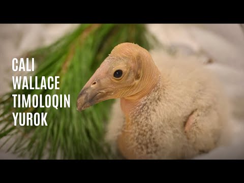 Miracle Condor Chick LA1720 Needs a Name!