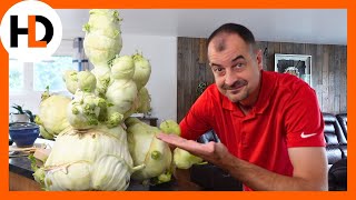 This Kohlrabi Weighs Over 30 Pounds!