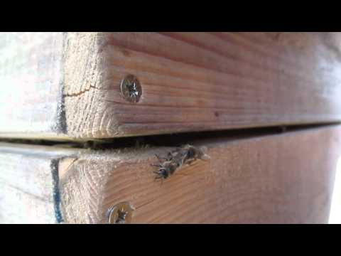 VČELY (BEE): 160417 Langstroth č.4 - mezinástavkové česno