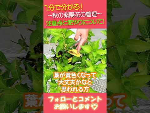 アジサイの剪定は秋にすべきでしょうか？場合によります！これにより、いつ何をすべきかがわかります  庭園