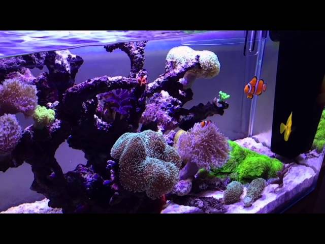 120L reef tank