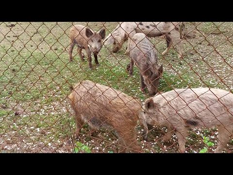 KOD MOMIRA DIVLJA SVINJA DOLAZI KUCI *PARI SE SA DOMACOM SVINJOM