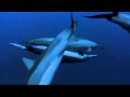 Dolphins The Wild Side