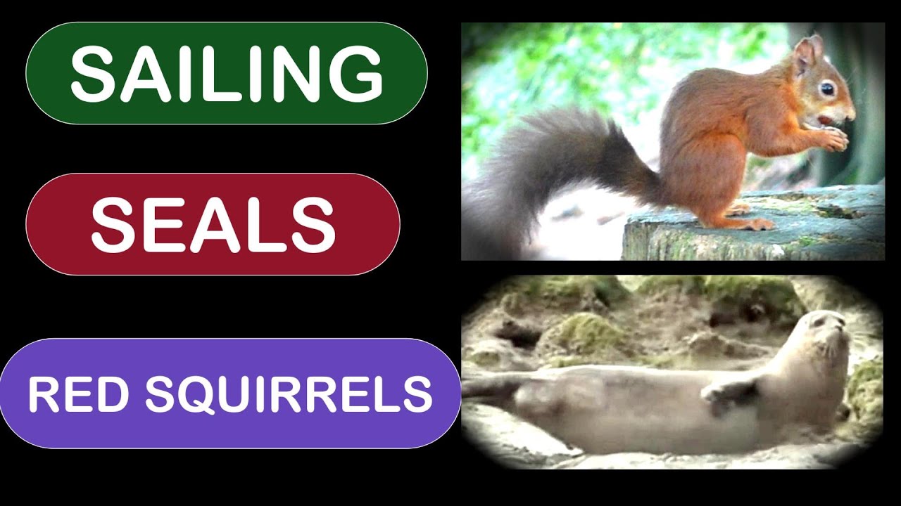 Searching for Seals and Red Squirrels whilst sailing on Zephyr IV