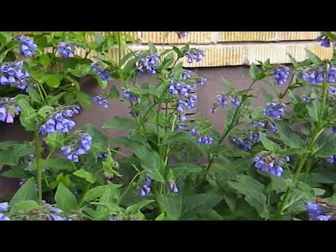 Bin i vallört 1 min - Ockelbo Bi