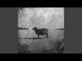 Black Sheep
