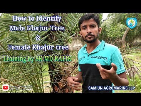 How to Identify Male Khajur Tree and Female Khajur tree Training by SK MD RAFIK