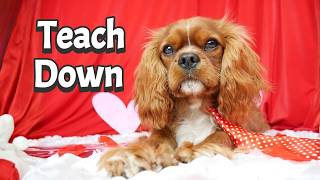 The EASIEST Way to Teach Your Cavalier to Lie Down! 🐾