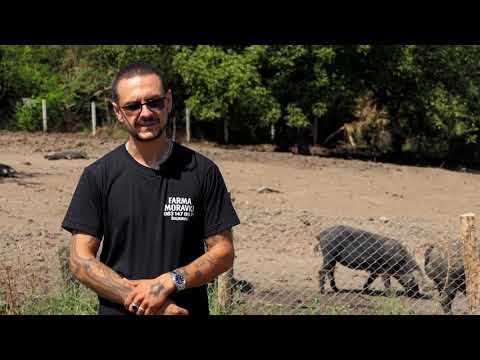 Biram selo ep. 100 18.08.2021. Stefan Milošević, svinjarstvo, moravka, Šuljkovac