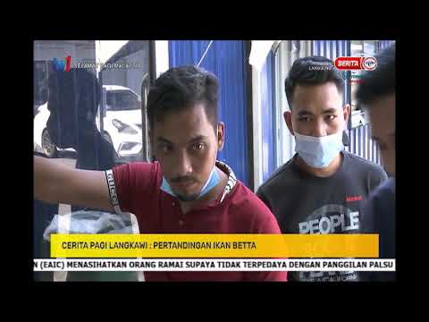 25 DIS 2020 SPM - CERITA PAGI LANGKAWI - PERTANDINGAN IKAN BETTA