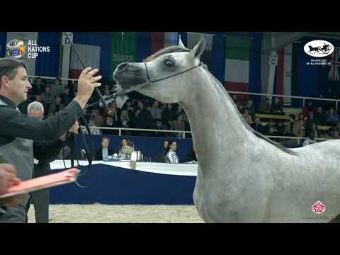 Aachen 2022 38° All Nations Cup   Class 1C