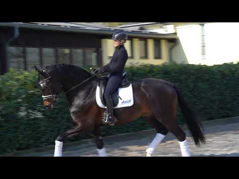 Gestüt Letter Berg, Isterberg V, Trainingstag März 2020