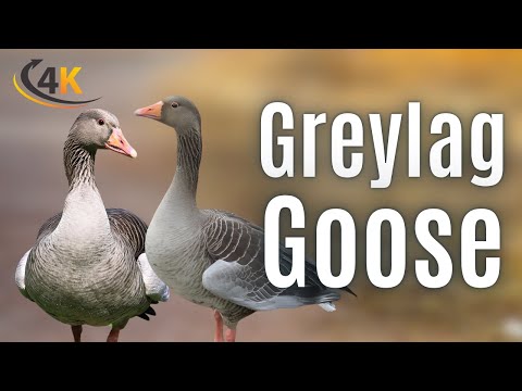 Greylag Goose Anser anser — predok domácej husi v 4K detailoch