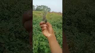 Download lagu one smooth sugar cane wren, no minus, my boss #shorts #burcil mp3