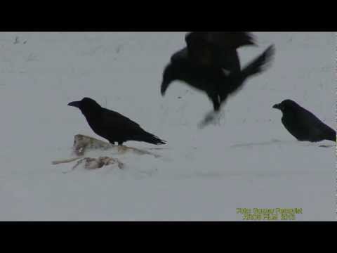KORP  Common Raven  (Corvus corax)  Klipp - 1056