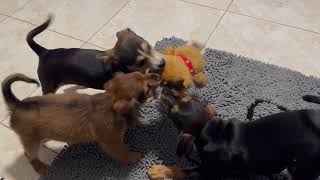 Video preview image #1 Dachshund-Unknown Mix Puppy For Sale in Royal Palm Beach, FL, USA