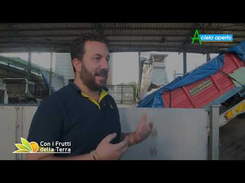 Puntata del 3/10/21 –  3° parte – Vino: i bianchi sono già in cantina